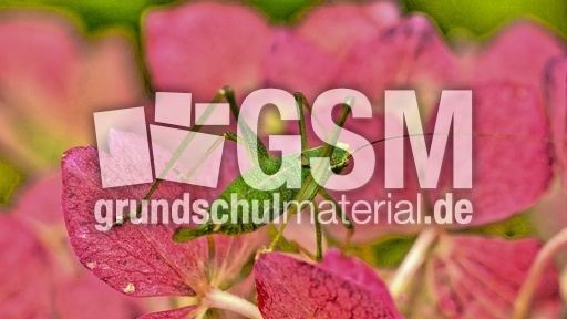 Kurzflügelige Schwertschrecke (4).jpg